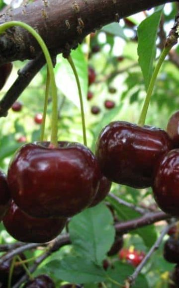 Popis a charakteristika odrůdy třešně Zagorievskaya, výsadba, pěstování a péče