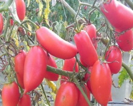 Beskrivning och egenskaper hos Khokhloma tomat, dess utbyte