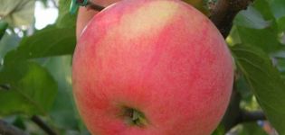 Description de la variété de pomme Teremok, histoire de la sélection et rendement