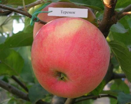 Опис сорте јабуке Теремок, историја узгоја и принос