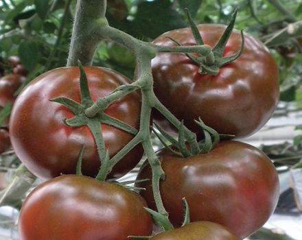Beskrivelse af tomatsorten Sasher, dens egenskaber og dyrkning