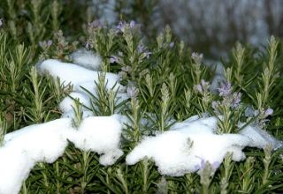 How to prepare rosemary for the winter: cover, whether to dig and prune