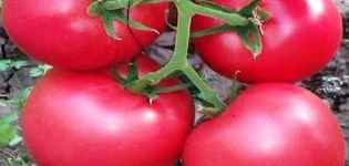 Pomidorų veislės Griffin f1 aprašymas, jo savybės ir auginimas