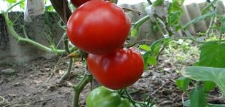 Descrizione della varietà di pomodoro North Queen, caratteristiche di coltivazione e cura