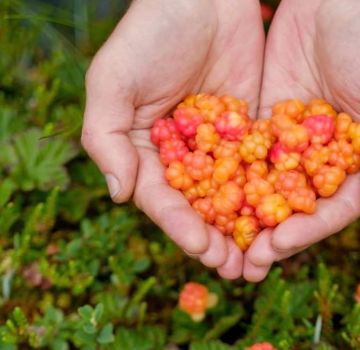 How to grow cloudberries from seeds at home, planting and care