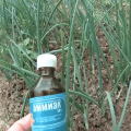 Ako správne naliať cibuľu amoniakom od škodcov a na kŕmenie?