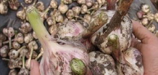 Sibīrijas milzu ķiploku šķirnes apraksts, audzēšanas un kopšanas iezīmes