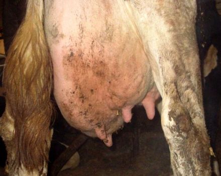 Karvių katarinio mastito priežastys ir simptomai, gydymas ir prevencija