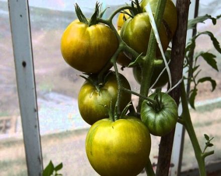 Beschreibung der grünen Tomatensorte Kiwi und ihrer Eigenschaften