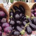 De mest populära och produktiva varianterna av aubergine för odling i det öppna fältet och reglerna för att välja frön