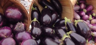 Les variétés d'aubergines les plus populaires et les plus productives pour la culture en plein champ et les règles de choix des graines