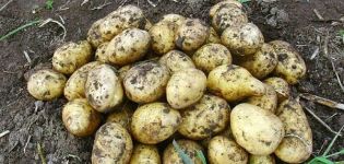 Beskrivning av potatisorten Karatop, dess egenskaper och odling