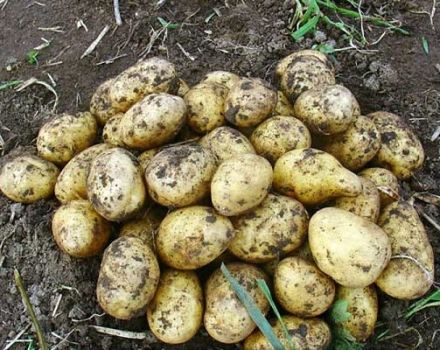 Opis odrody zemiakov Karatop, jej vlastnosti a pestovanie