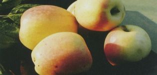 Opis odrody jabĺk Rizhsky Golubok, výnosové charakteristiky a pestovateľské oblasti