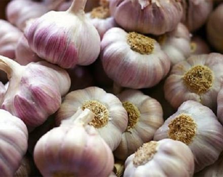 Popis odrůdy česneku Bashkir 85, vlastnosti pěstování a péče