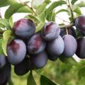 Kodėl slyva gali neduoti vaisių ir ką daryti, kaip priversti žydėti?