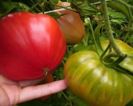 Description de la variété de tomate Ours dans le nord, caractéristiques de culture et d'entretien