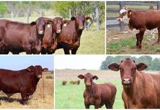 Popis a vlastnosti santalové gertrudy, chov krávy tohoto plemene