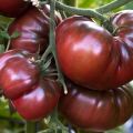 Mô tả về giống cà chua Bison đen và đặc điểm của nó