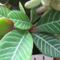 Beschrijving van de Euphorbia-bloem, planten en verzorgen thuis