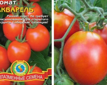 Beskrivning av tomatsorten Aquarelle och dess egenskaper