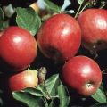 Beskrivning, egenskaper och vinterhårdhet hos Krasnoe tidiga äppelträd, odling