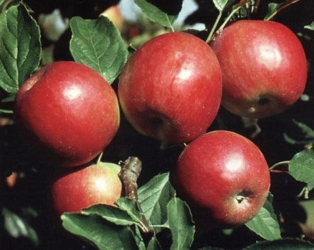 Опис, карактеристике и зимска тврдоћа стабла јабука Красное, гајење