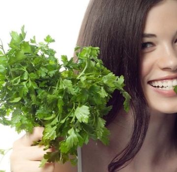 Medicinal properties and contraindications of parsley for the human body