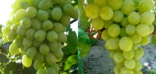Opis a charakteristika odrody viniča Anthony The Great, história a pravidlá pestovania