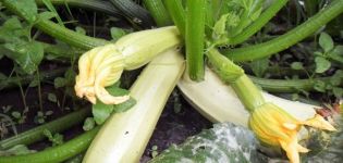 Opis odrody Kavili zucchini, vlastnosti pestovania a výnos