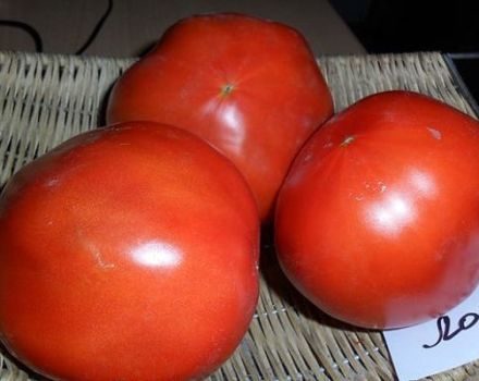 Beskrivning av tomatsorten Lord, funktioner i odling och vård