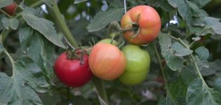 Beskrivning av tomatsorten Spring of the North, dess odling och utbyte