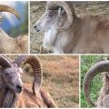 Description des moutons de montagne turkmènes et de leur mode de vie, ce que les ennemis mangent aussi