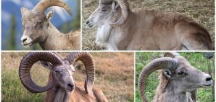 Описание на туркменските планински овце и техния начин на живот, с какво се хранят и враговете