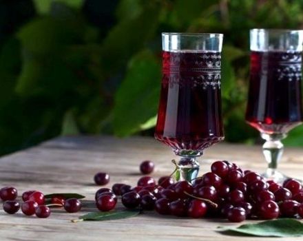 TOP 9 semplici ricette per fare il vino alla ciliegia fatto in casa