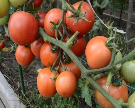 Charakteristika a popis odrůdy rajčat Nikola, výnos