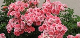 Опис сорти ружа флорибунда, садња и нега на отвореном терену за почетнике