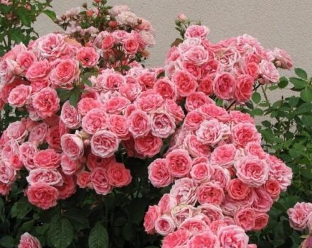 Description of varieties of floribunda roses, planting and care in the open field for beginners