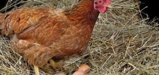 Разлози зашто пилићи не леже и шта урадити за бољу производњу јаја