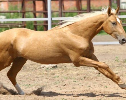 Карактеристике и историја порекла сланих коња