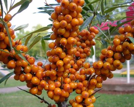 Planting, growing and caring for sea buckthorn in the open field
