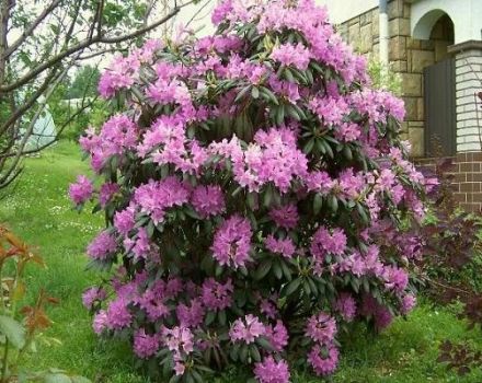 Descripción y características del rododendro Daursky, plantación y cuidado.