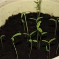 Varför tomatplantor sträcker sig ut, blir tunna och långa, vad man ska göra