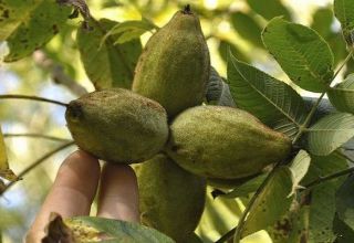Description and characteristics of Lancaster walnut, planting and care