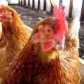 Ce trebuie să faceți și cum să tratați diareea la găinile ouătoare la domiciliu cu medicamente și remedii populare