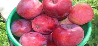 Beskrivning och egenskaper hos Kovalenkovskoye äppelträd, plantering, odling och skötsel