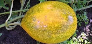 Melones slimību apkarošanas metodes, to ārstēšana un pārstrāde, briesmas cilvēkiem