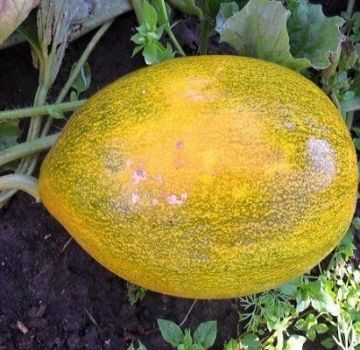 Metody boje proti chorobám melounů, jejich léčba a zpracování, nebezpečí pro člověka
