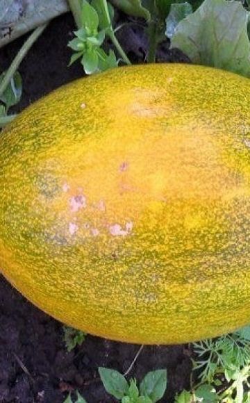 Métodos para combatir las enfermedades del melón, su tratamiento y procesamiento, peligro para los humanos.