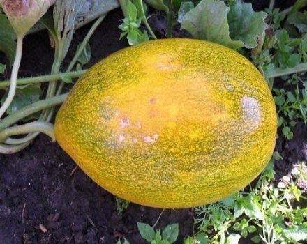 Methods of combating melon diseases, their treatment and processing, danger to humans